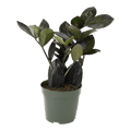 4" Black ZZ Plant Artificial