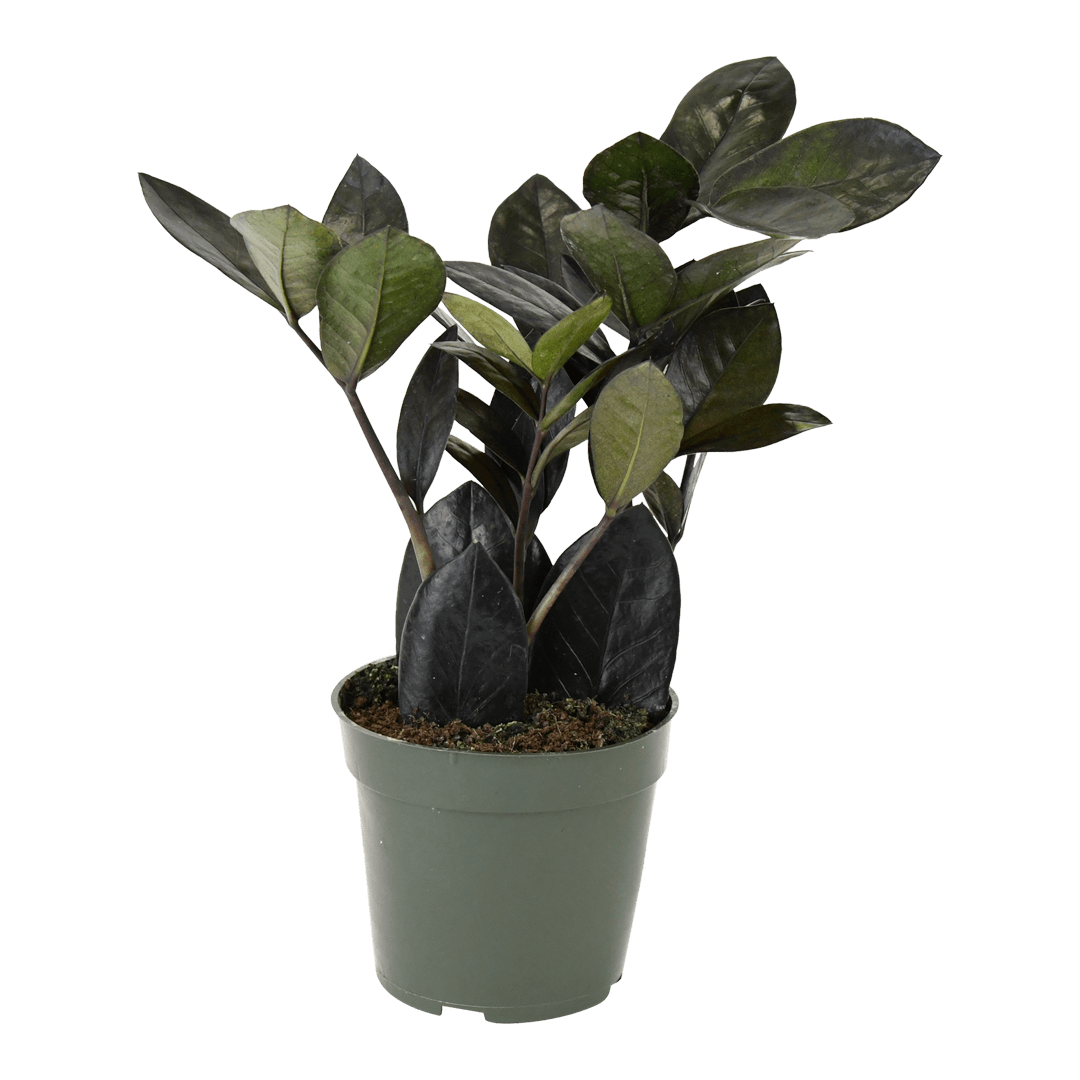 4" Black ZZ Plant Artificial
