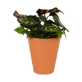 2.5" Calathea Makoyana Artificial