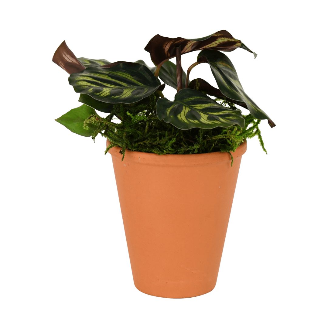 2.5" Calathea Makoyana Artificial