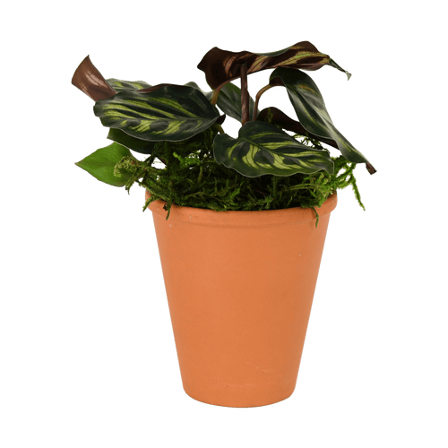 2.5" Calathea Makoyana Artificial