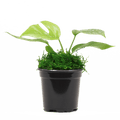 4" Monstera Minima Artificial