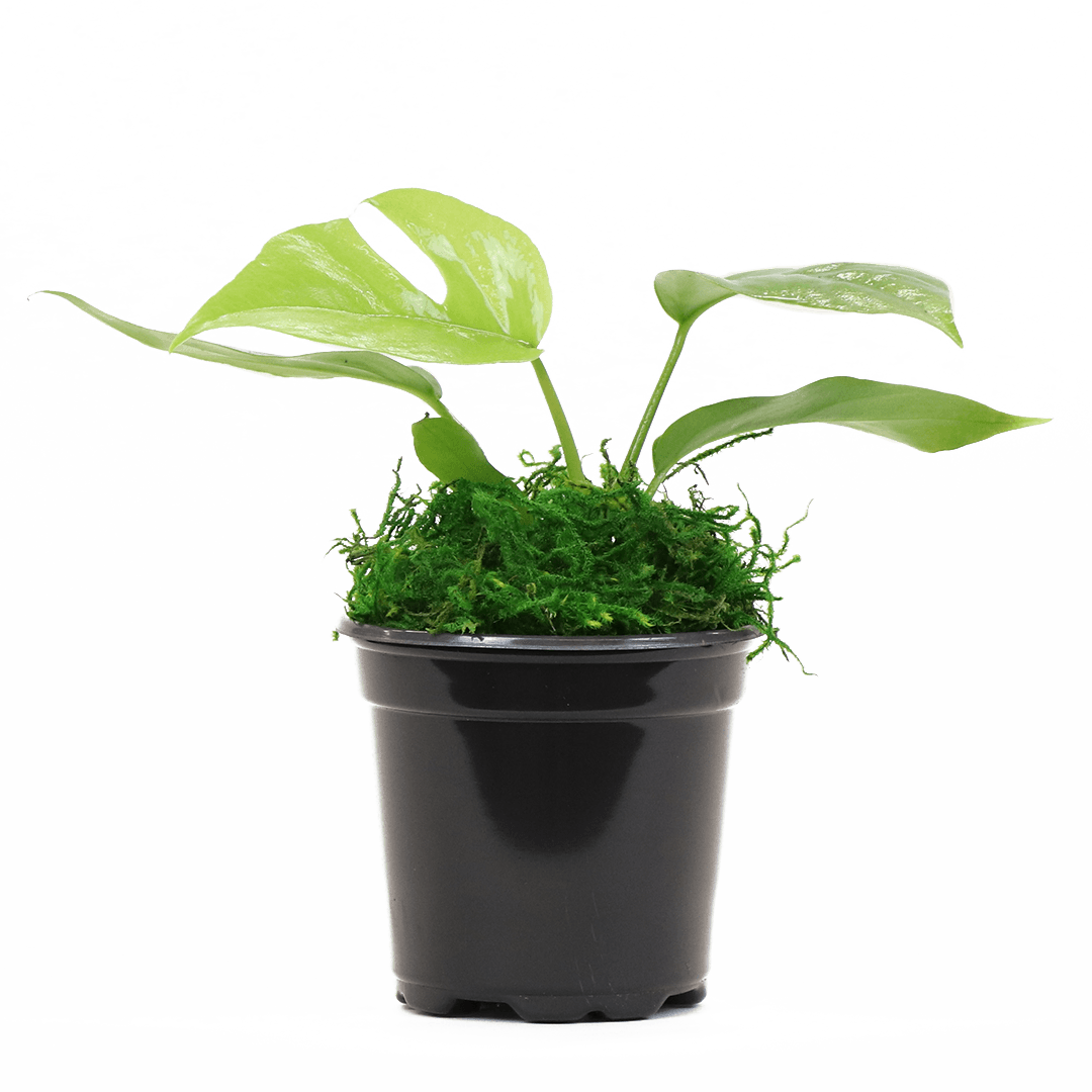 4" Monstera Minima Artificial