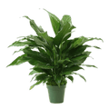 4" Peace Lily Artificial