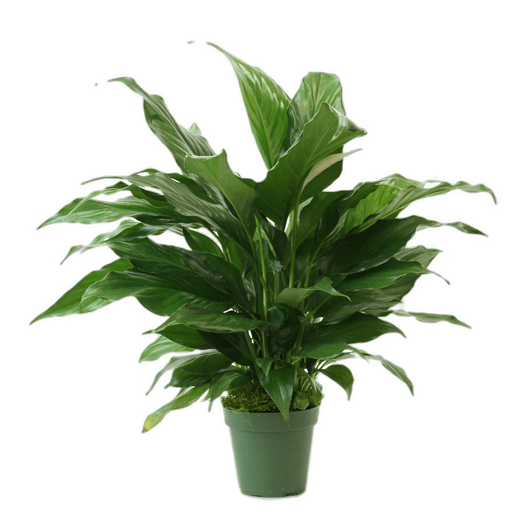 4" Peace Lily Artificial