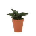 2.5" Sansevieria Samurai Artificial