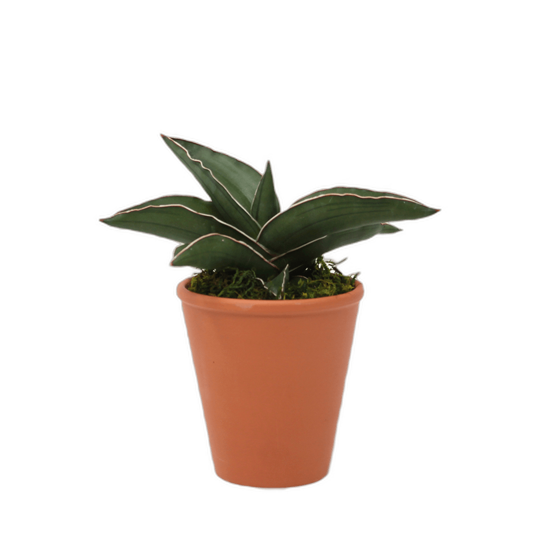 2.5" Sansevieria Samurai Artificial