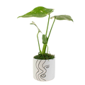 4" Monstera Thai Constellation Artificial