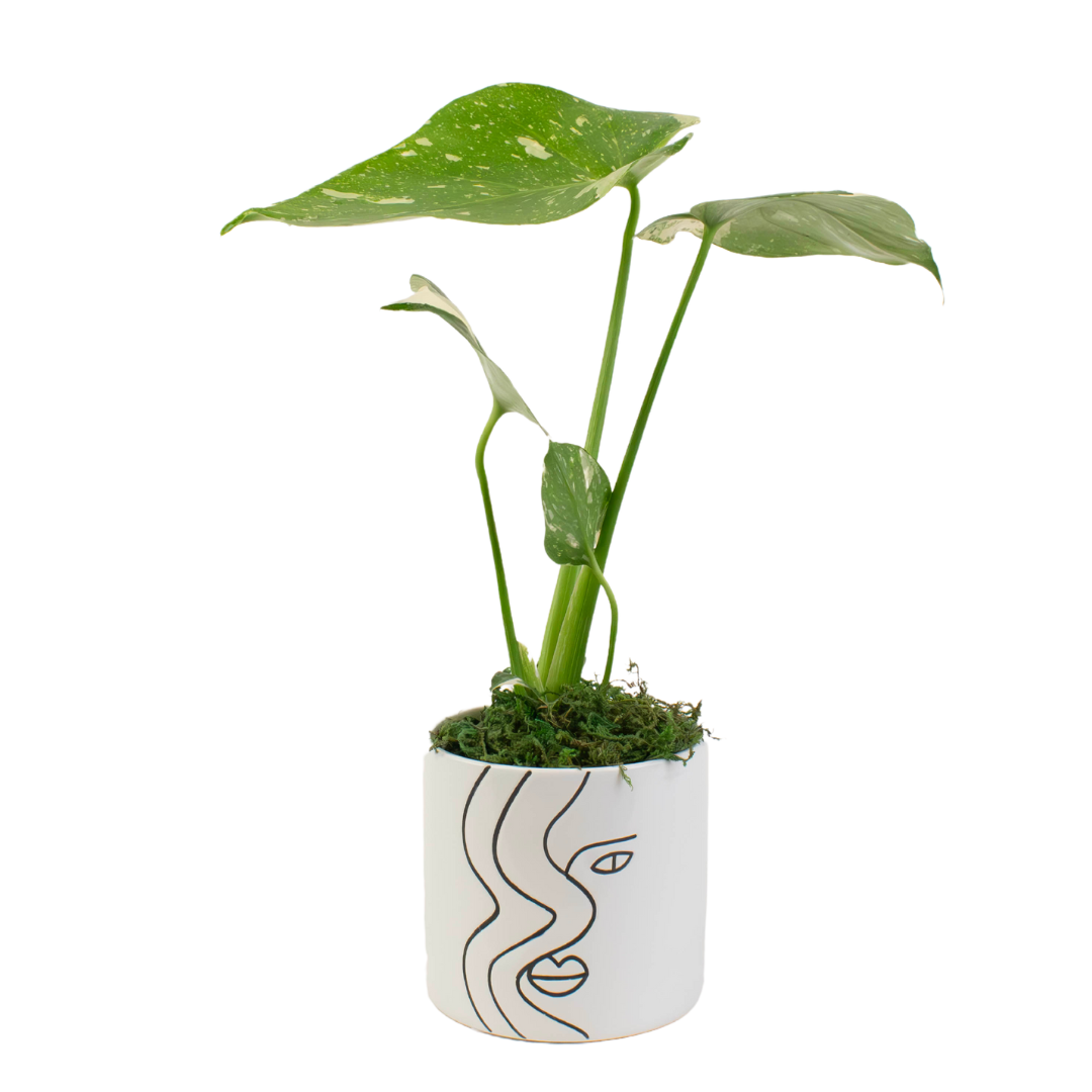 4" Monstera Thai Constellation Artificial