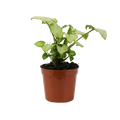 2.5" Moonshine Nephthytis Artificial