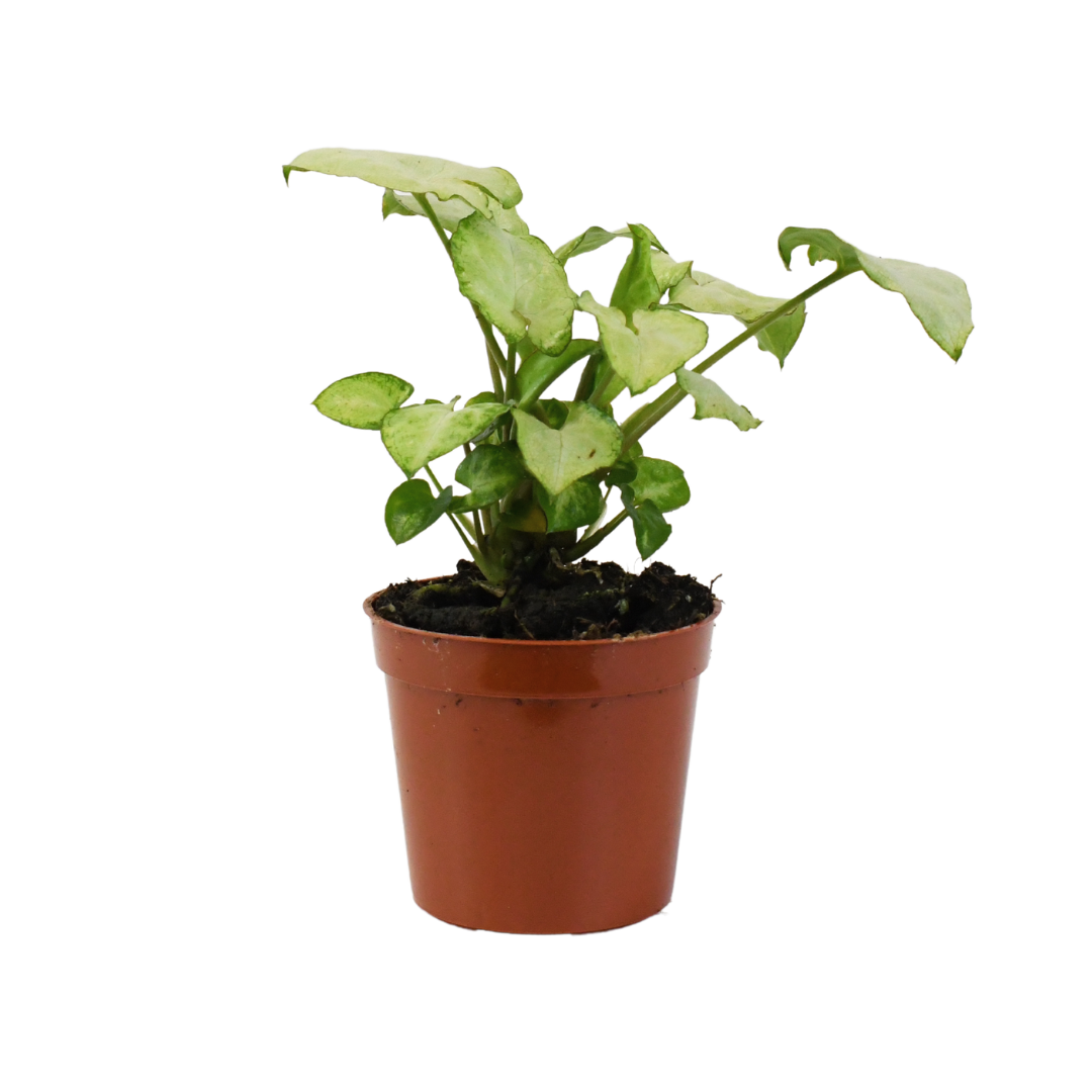 2.5" Moonshine Nephthytis Artificial