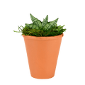 2.5" Sansevieria Compacta Starfish Artificial