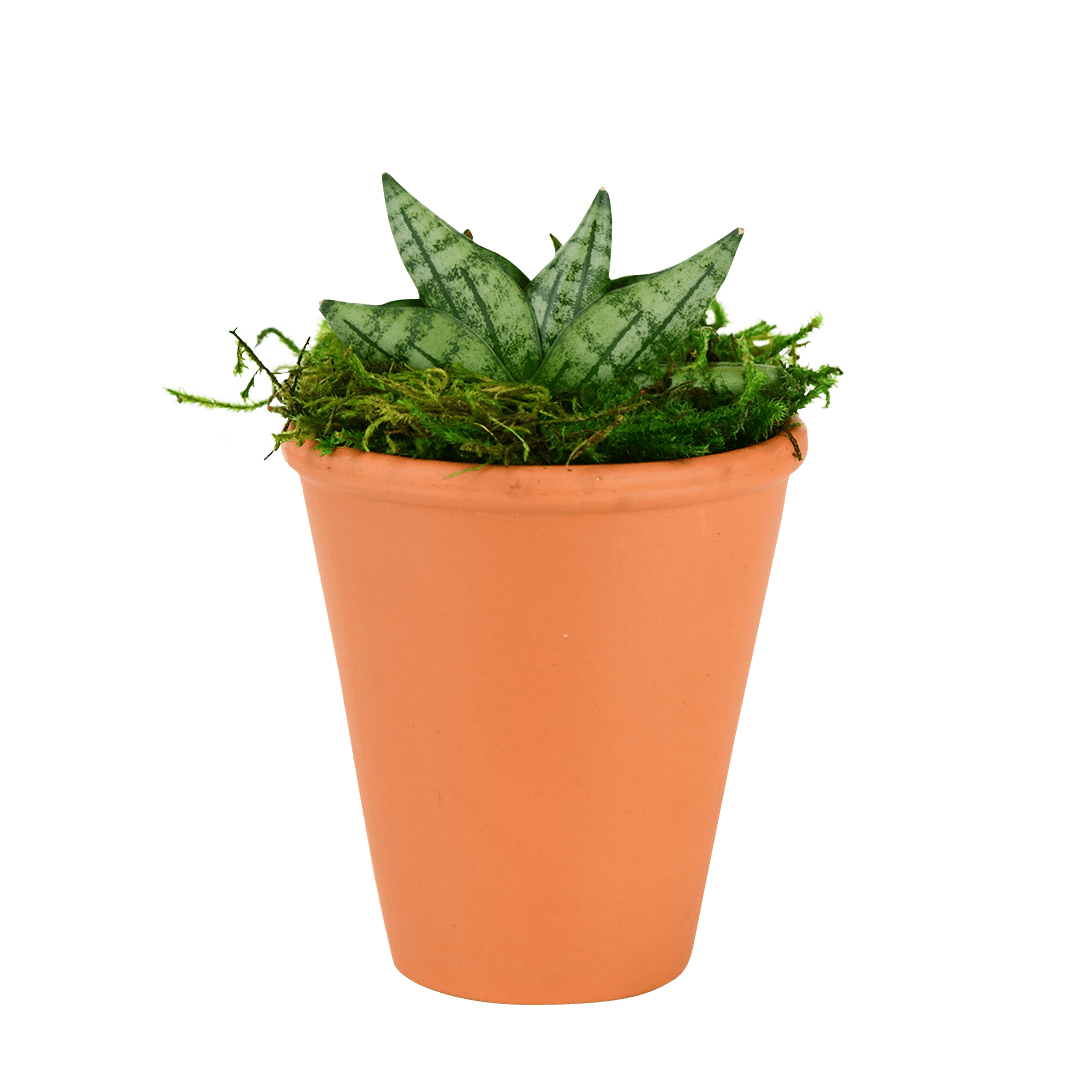 2.5" Sansevieria Compacta Starfish Artificial