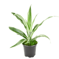 4" Dracaena Warneckii Artificial