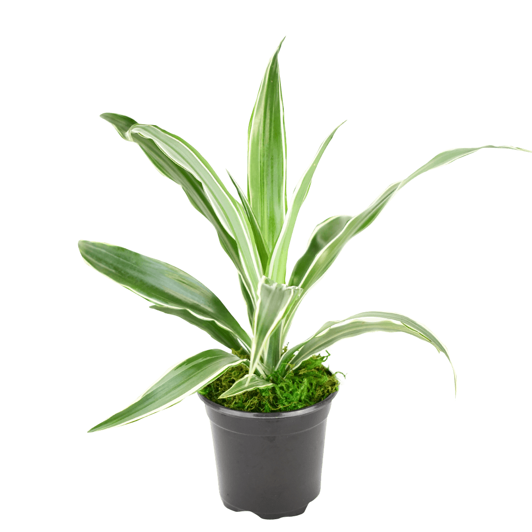 4" Dracaena Warneckii Artificial