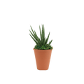 2.5" Sansevieria Francissii Spiky Artificial