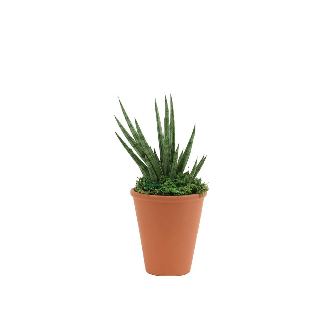 2.5" Sansevieria Francissii Spiky Artificial