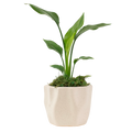 4" Bird of Paradise, White Artificial