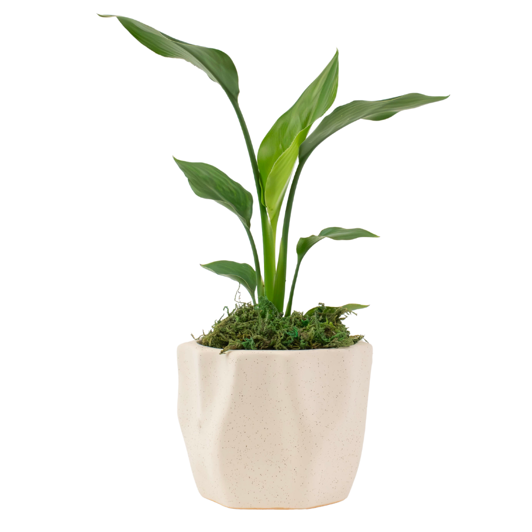 4" Bird of Paradise, White Artificial