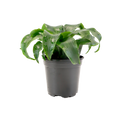4" Dracaena Twist Artificial