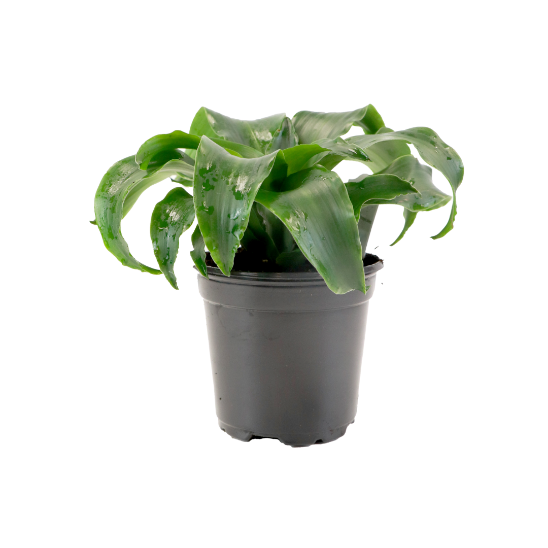 4" Dracaena Twist Artificial