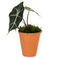 2.5" Alocasia Bambino Artificial