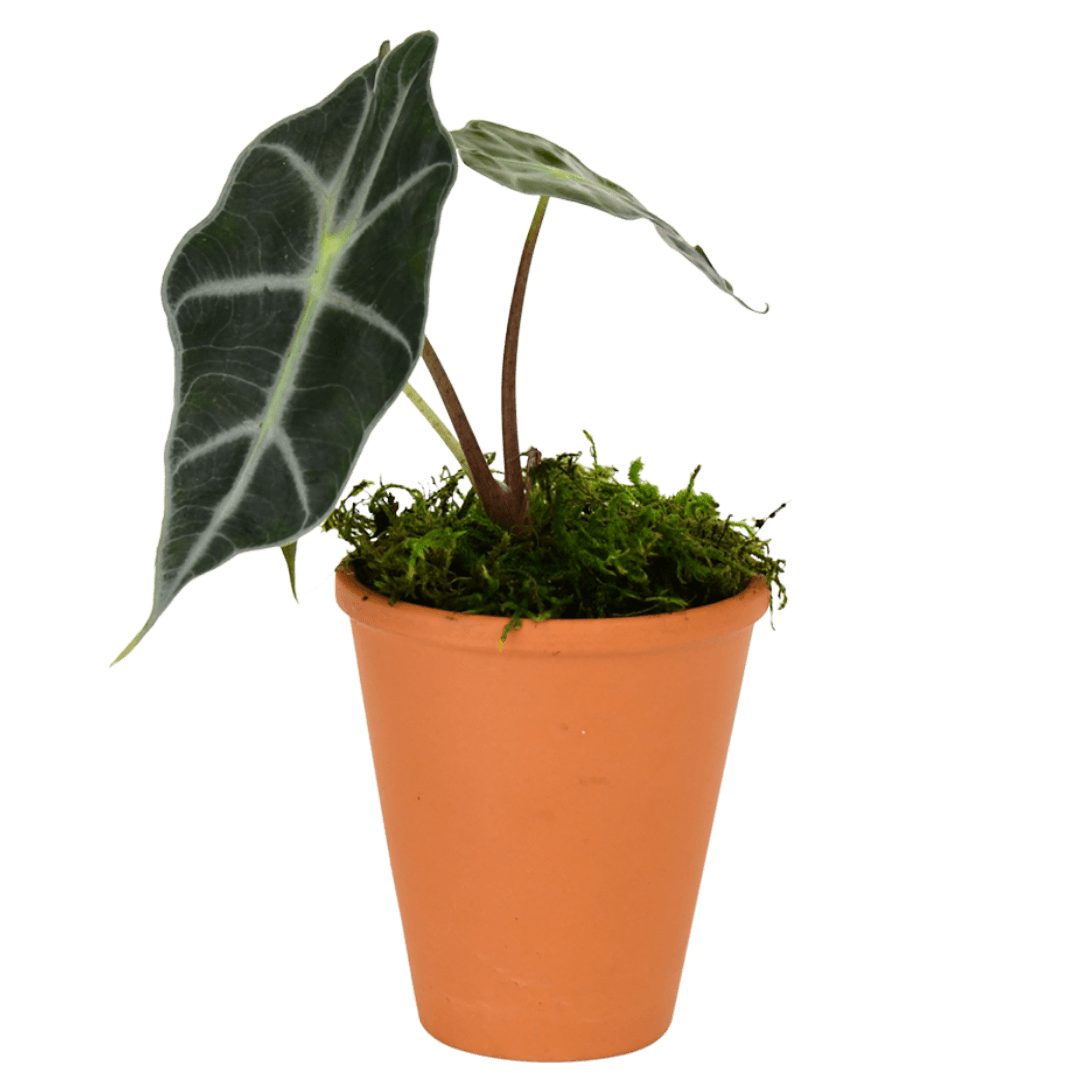 2.5" Alocasia Bambino Artificial