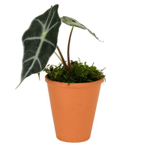 2.5" Alocasia Bambino Artificial