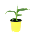 4" Banana Plant Artificial