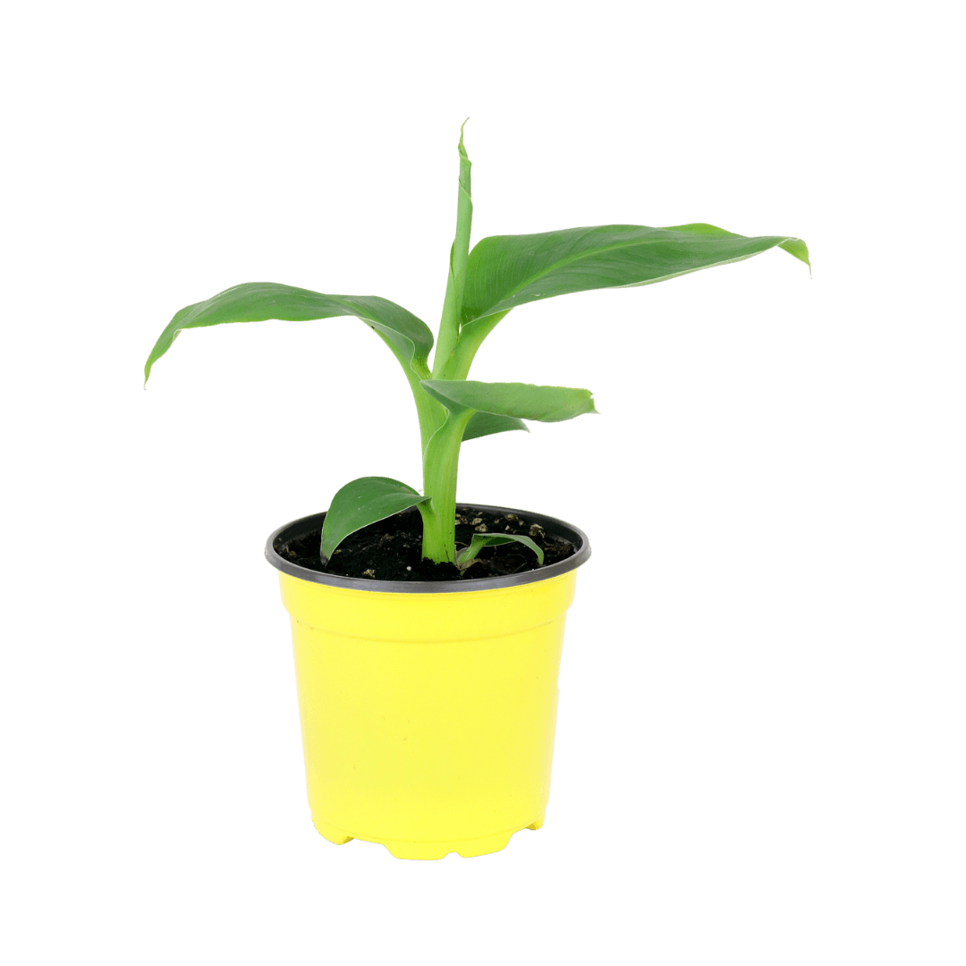 4" Banana Plant Artificial