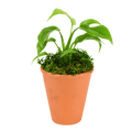 2.5" Monstera Minima Artificial
