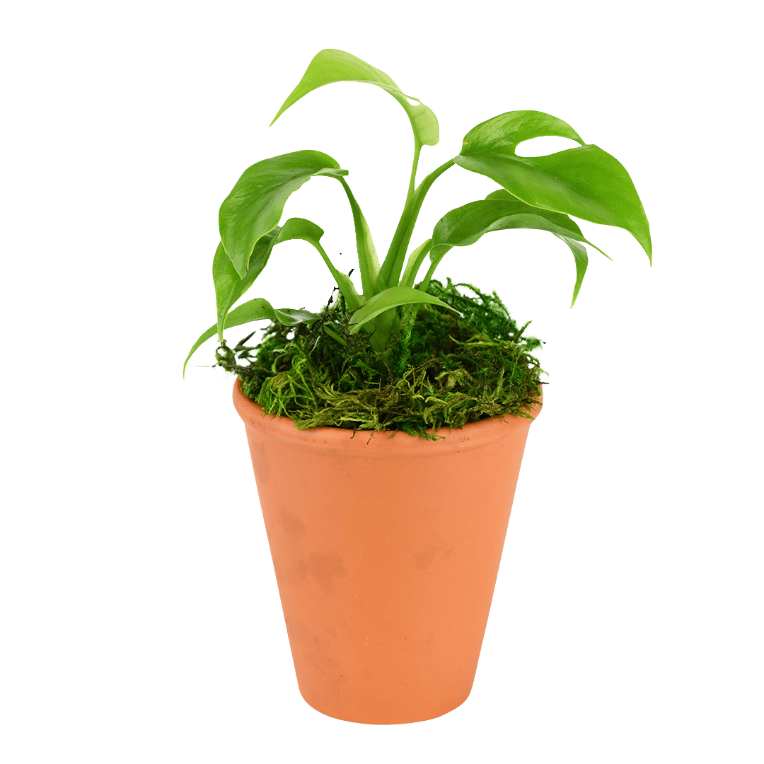 2.5" Monstera Minima Artificial