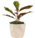 4" Chinese Evergreen Red Siam Artificial