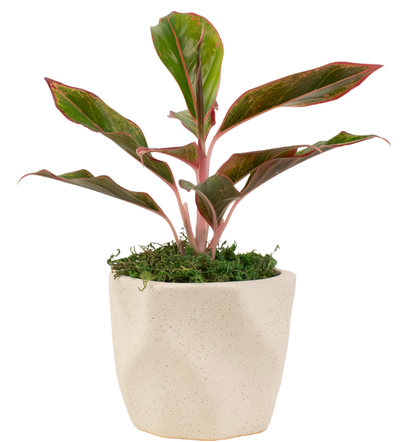 4" Chinese Evergreen Red Siam Artificial