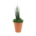 2.5" Sansevieria Mikado Fernwood Artificial