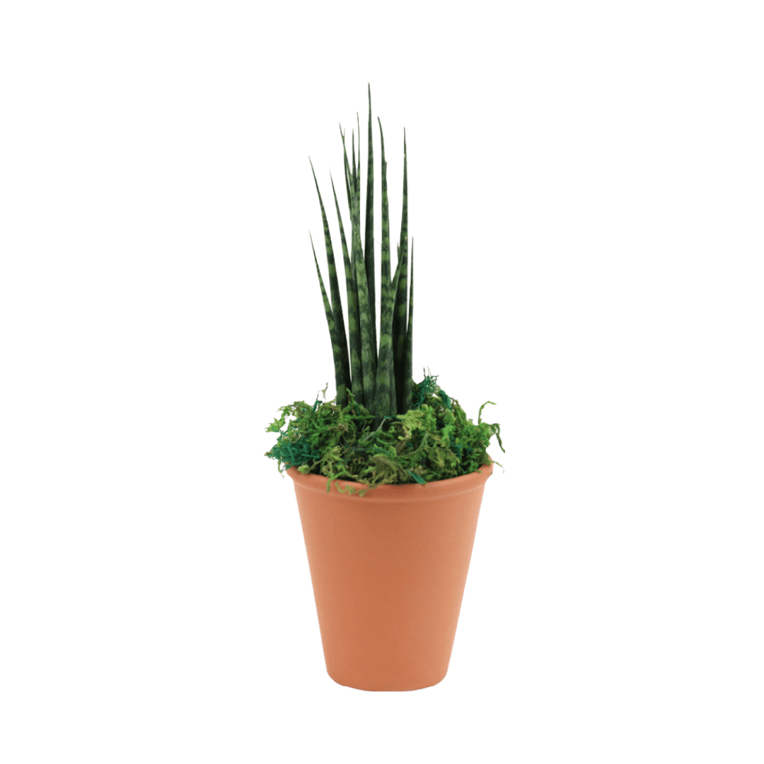 2.5" Sansevieria Mikado Fernwood Artificial