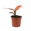 2.5" Philodendron Red Sun Artificial
