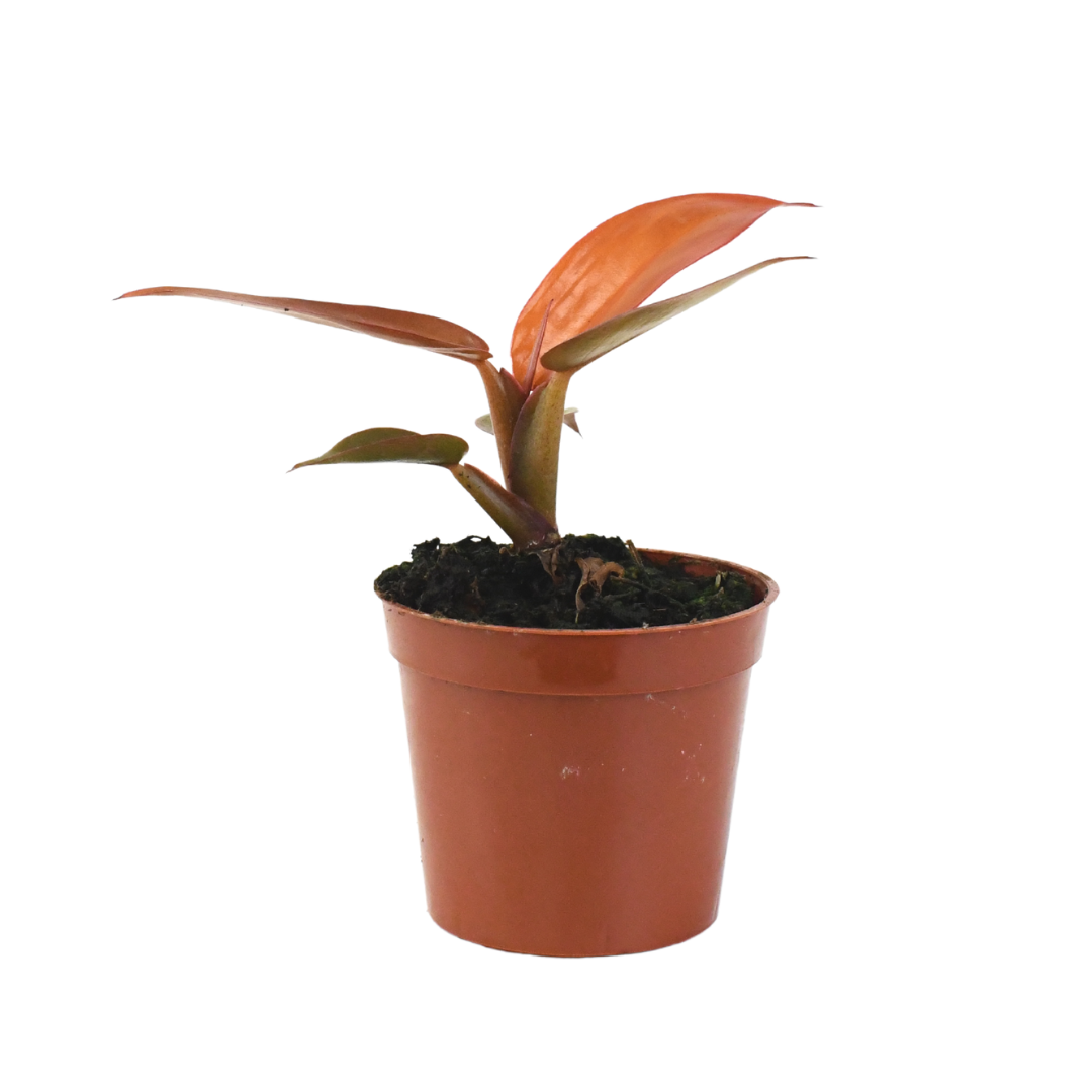 2.5" Philodendron Red Sun Artificial