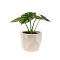 4" Alocasia Dragon Scale Artificial