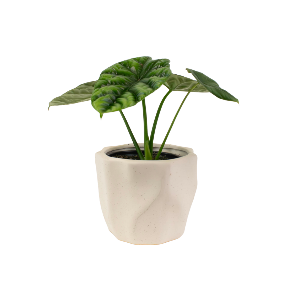 4" Alocasia Dragon Scale Artificial
