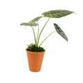 2.5" Alocasia Silver Dragon Artificial