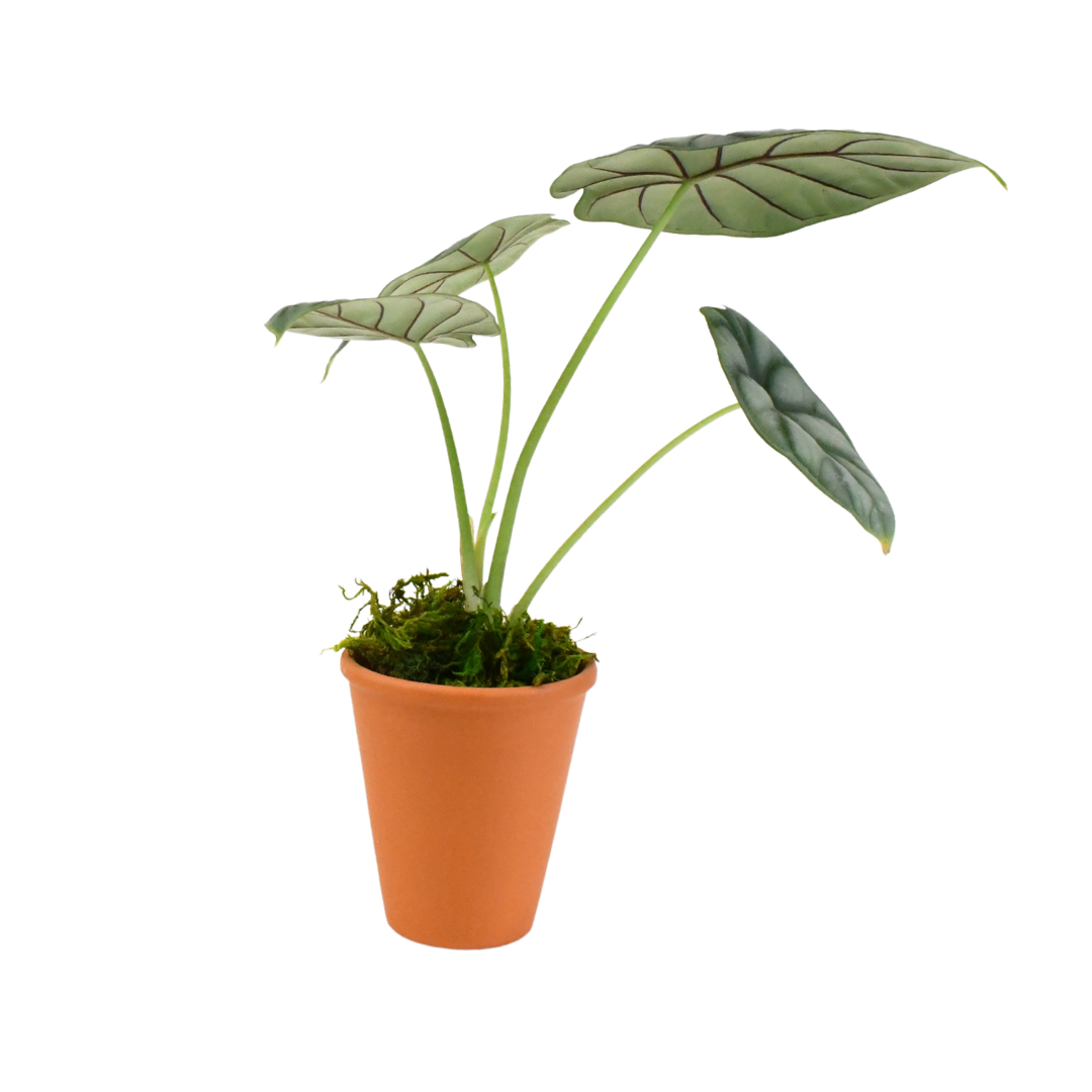 2.5" Alocasia Silver Dragon Artificial