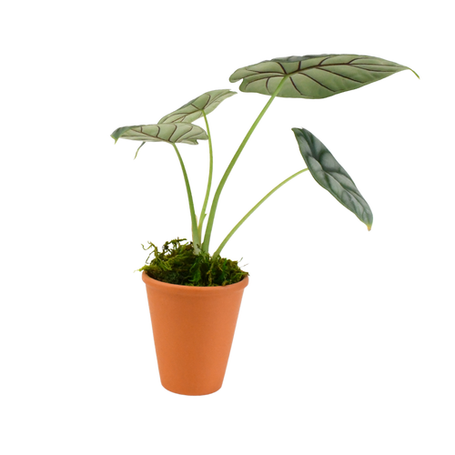 2.5" Alocasia Silver Dragon Artificial