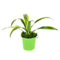 4" Dracaena Lemon Lime Artificial