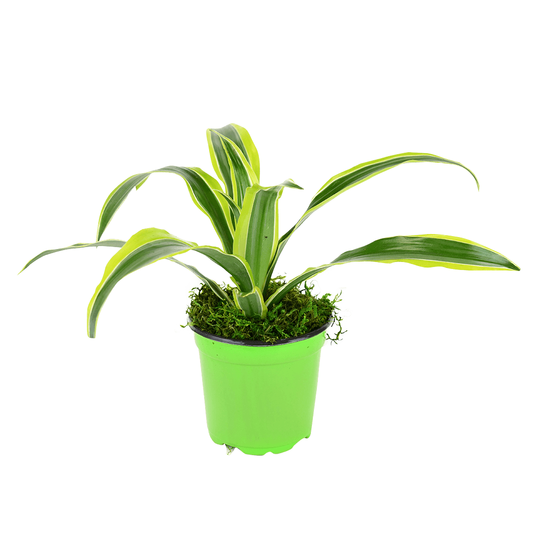 4" Dracaena Lemon Lime Artificial