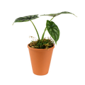 2.5" Alocasia Dragon Scale Artificial