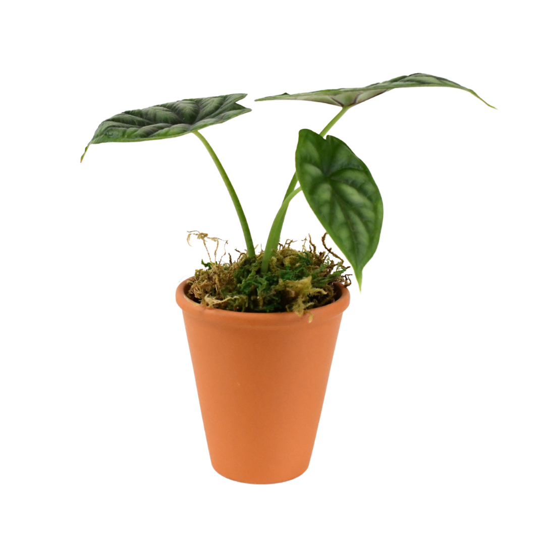 2.5" Alocasia Dragon Scale Artificial