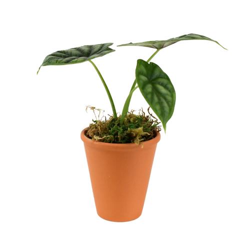 2.5" Alocasia Dragon Scale Artificial