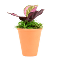 2.5" Calathea Red Mojo Artificial