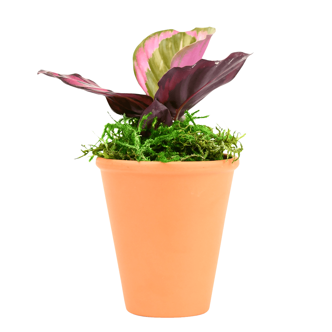 2.5" Calathea Red Mojo Artificial